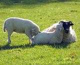 Sheep and lambs 8T54D-10